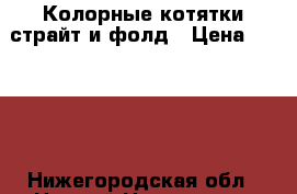 Колорные котятки страйт и фолд › Цена ­ 2 000 - Нижегородская обл., Нижний Новгород г. Животные и растения » Кошки   . Нижегородская обл.